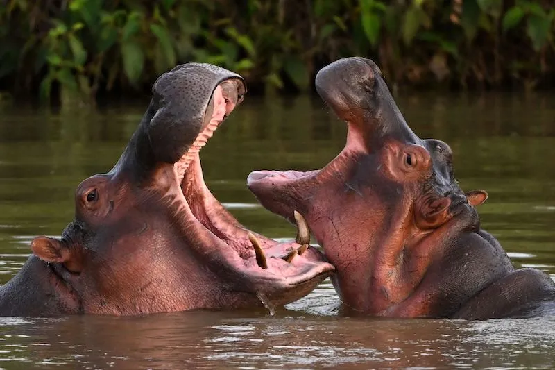 Two hippos