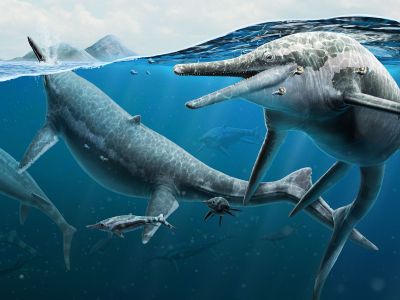 A reconstruction of adult and newly born Triassic ichthyosaurs Shonisaurus