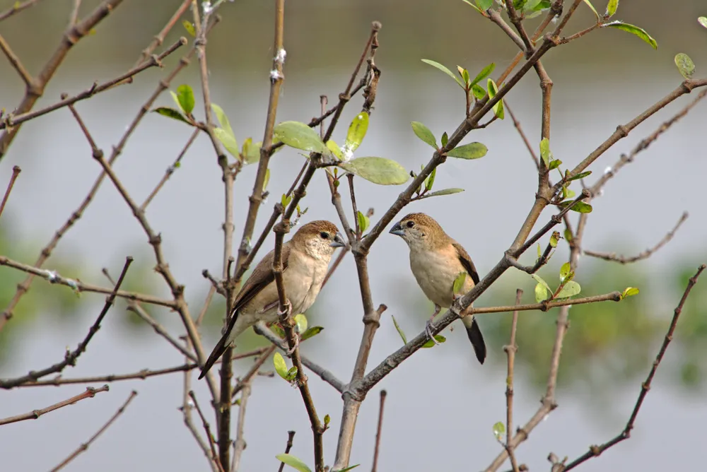 Two wild sparrows are sitting on a tiny branch of a tree.