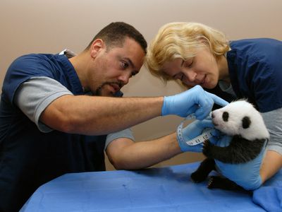 On October 8, 2013, panda cub Bao Bao is examined by Zoo staff Juan Rodriguez and Brandie Smith.
