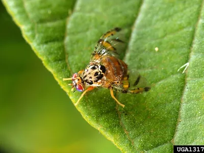 A Mediterranean fruit fly (Ceratitis capitata), also known as a medfly