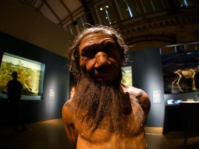 Homo neanderthalensis, the earlier relatives of Homo sapiens, also evolved to shed most of their body hair. 
