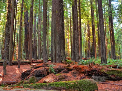 Redwood forest in California, similar to some of the terrain Josiah Gregg and his team crossed at the height of the California Gold Rush. 