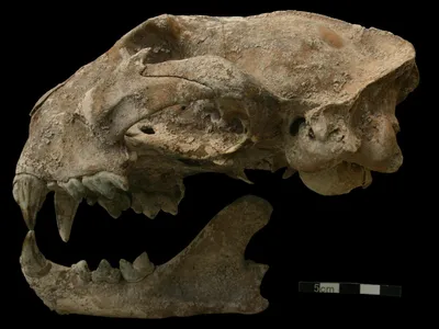 Puma skull from the Motmot burial.