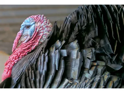 This turkey, with his impressive wattle and snood, has nothing to fear during the Thanksgiving holiday. He gives thanks every November that he lives the secure life of a beloved pet.



