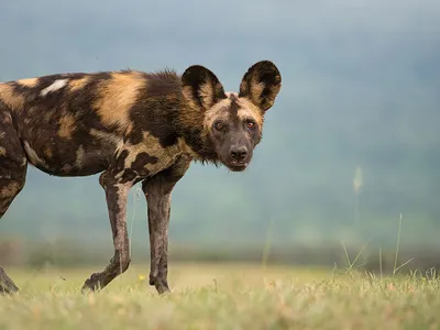 African wild dogs are skilled hunters.