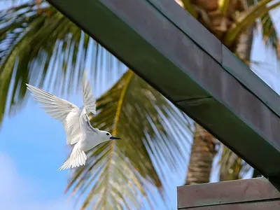 A seabird known as the white tern or Manu-o-Kū has surprised birders by taking up residence in Honolulu, Hawai‘i.