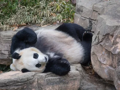 The National Zoo's female panda Mei Xiang (above in 2019) is exhibiting signs of a possible pregnancy. These same behaviors could also mean she is experiencing a pseudopregnancy. 