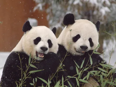 Giant pandas put it all out there when calling out for love.