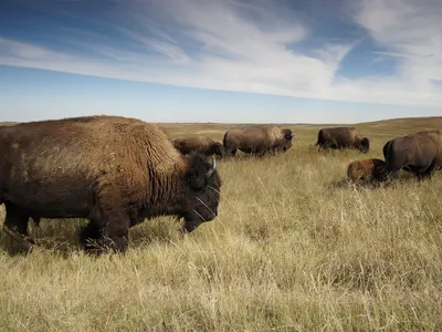 Bison were nearly hunted to extinction but are now thriving in several national parks, including Theodore Roosevelt National Park in North Dakota.