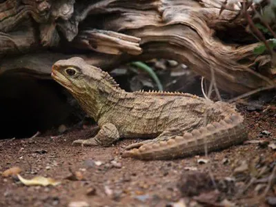 The Tuatara, Sphenodon punctatus, is a unique reptile found in New Zealand. New research suggests the species has two mitochondrial genomes.
