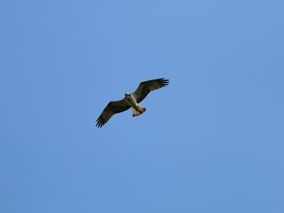 One of the adult ospreys in&nbsp;the breeding pair