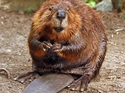 Castoreum, an edible, sweet-smelling substance, is found in the castor sacs of beavers.