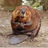 Does Vanilla Flavoring Actually Come From Beaver Butts? icon