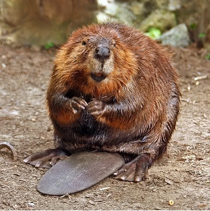 a beaver