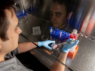 Andrew Pelling adds cells to an ear-shaped scaffold made from apple flesh.