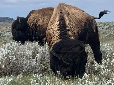 Bison on the Fort Belknap Reservation in Montana