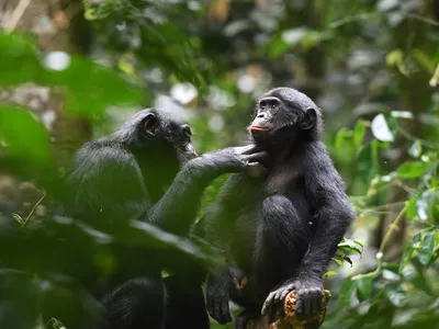 Bonobos from different social groups will groom each other and share food.