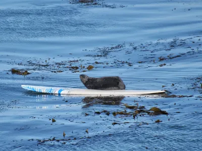 sea otter on surfboard