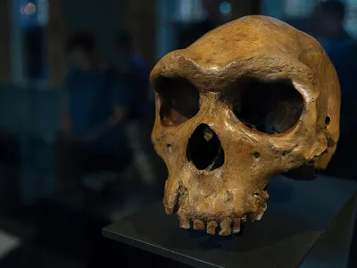 Human evolution is “one of the highest hurdles — if not the highest hurdle — to science education in America,” says Smithsonian's Rick Potts. Here, an early human fossil found in Broken Hill, Zambia. 