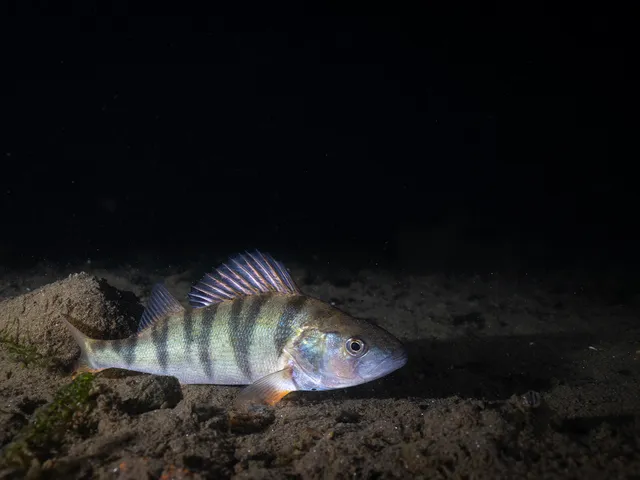 In recent years, the European perch (Perca fluviatilis) population has been steadily declining due to the combined impact of climate change, pollution and overfishing.