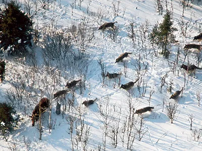 Wolves hunting moose on Isle Royale are a dramatic example of what scientists call co-evolution: two species, such as a predator and its prey, adapting to each other’s adaptations.