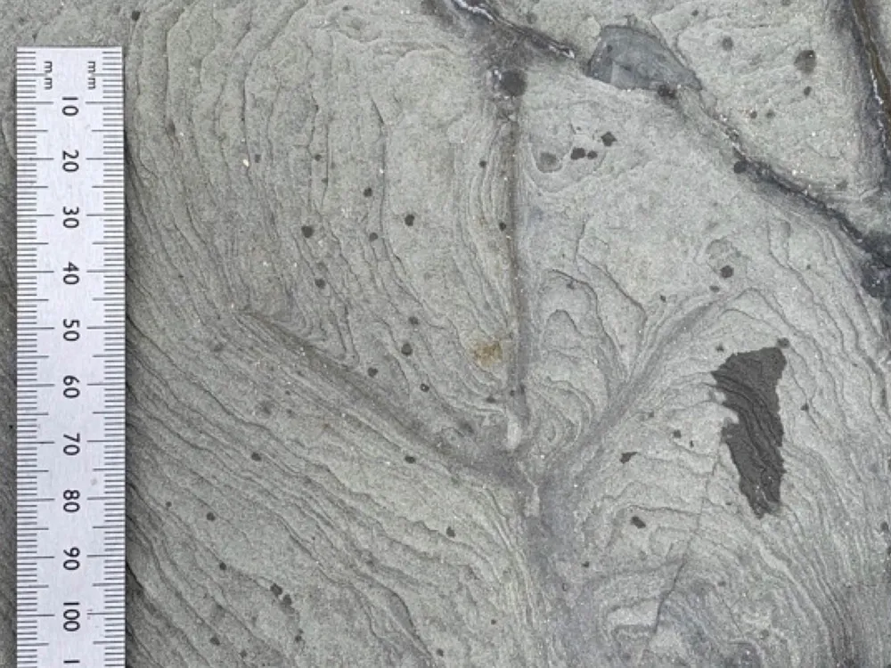 Fossilized Bird Footprint