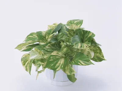 The Neo P1 starts at $179, roughly five to ten times the price of a normal pothos plant.