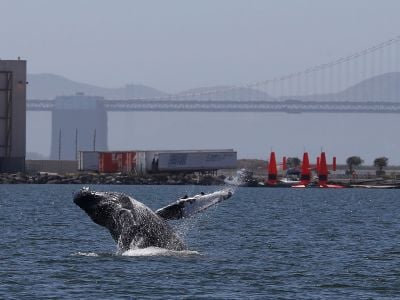 A humpback whale breaches off the coast near Alameda, California. Ships collide and kill an estimated 80 endangered whales a year off of the West Coast.