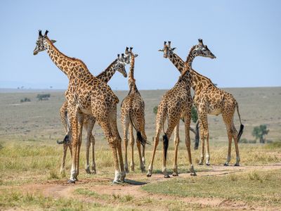 Giraffes are just as astonishing on the inside as they are to look at. Standing up to 19 feet tall, they require enormously high blood pressure to pump blood up to the head, yet they suffer few, if any, of the consequences that people with high blood pressure would.