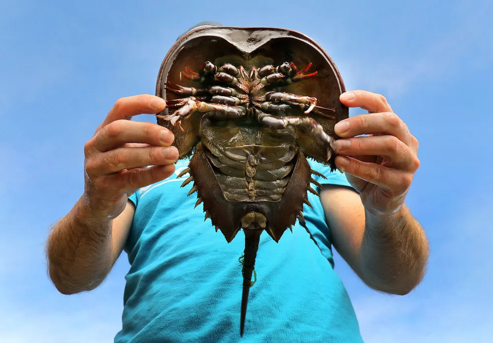 Horseshoe crab