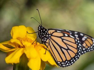 The white spots on the edges of a monarch butterfly&#39;s wings might give it an advantage while migrating, according to new research.