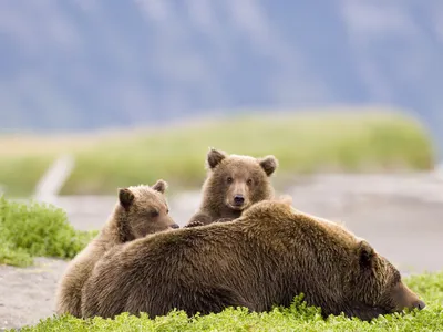 A mother bear and two cubs in Katmai National Park and Preserve in Alaska.