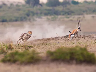 An impala runs away from a cheetah.