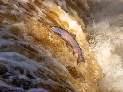 Atlantic salmon spend most of their lives in the cool waters of the ocean. When they venture upstream in freshwater rivers to spawn, however, they encounter challenging warmer waters.