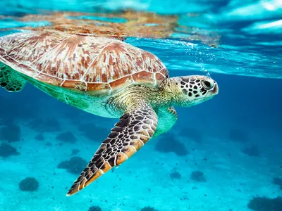 Green sea turtles are struggling because of climate change, habitat destruction, erosion and other threats.
