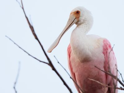 Roseate spoonbills typically inhabit Texas, Florida, Central America and South America. The individual pictured here is not the one seen in Wisconsin.