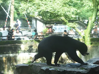 A sun bear at the Hangzhou Zoo in Hangzhou, Zhejiang province, China, on August 1, 2023.