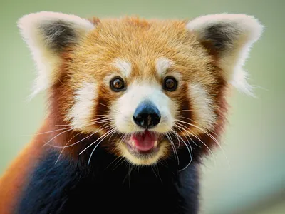 Red pandas are classified as endangered and are legally protected in their home countries.