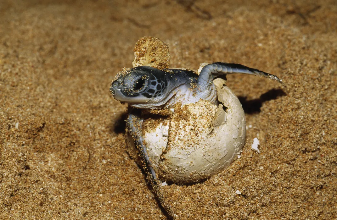 Green sea turtle coming out of shell