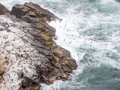 Seabird guano covers a small island off the coast of Peru. 
