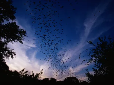 Mexican free-tailed bats near Bracken Cave, Texas.