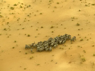 Imperiled survivors: A herd migrates across Chad, once home to tens of thousands of elephants. After a surge in poaching, only about 1,000 remain. 