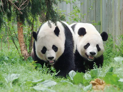 China first sent giant pandas as a gift to the U.S. 50 years ago. Mei Xiang and Tian Tian, who arrived in 2000, are on loan until the end of 2023.&nbsp;