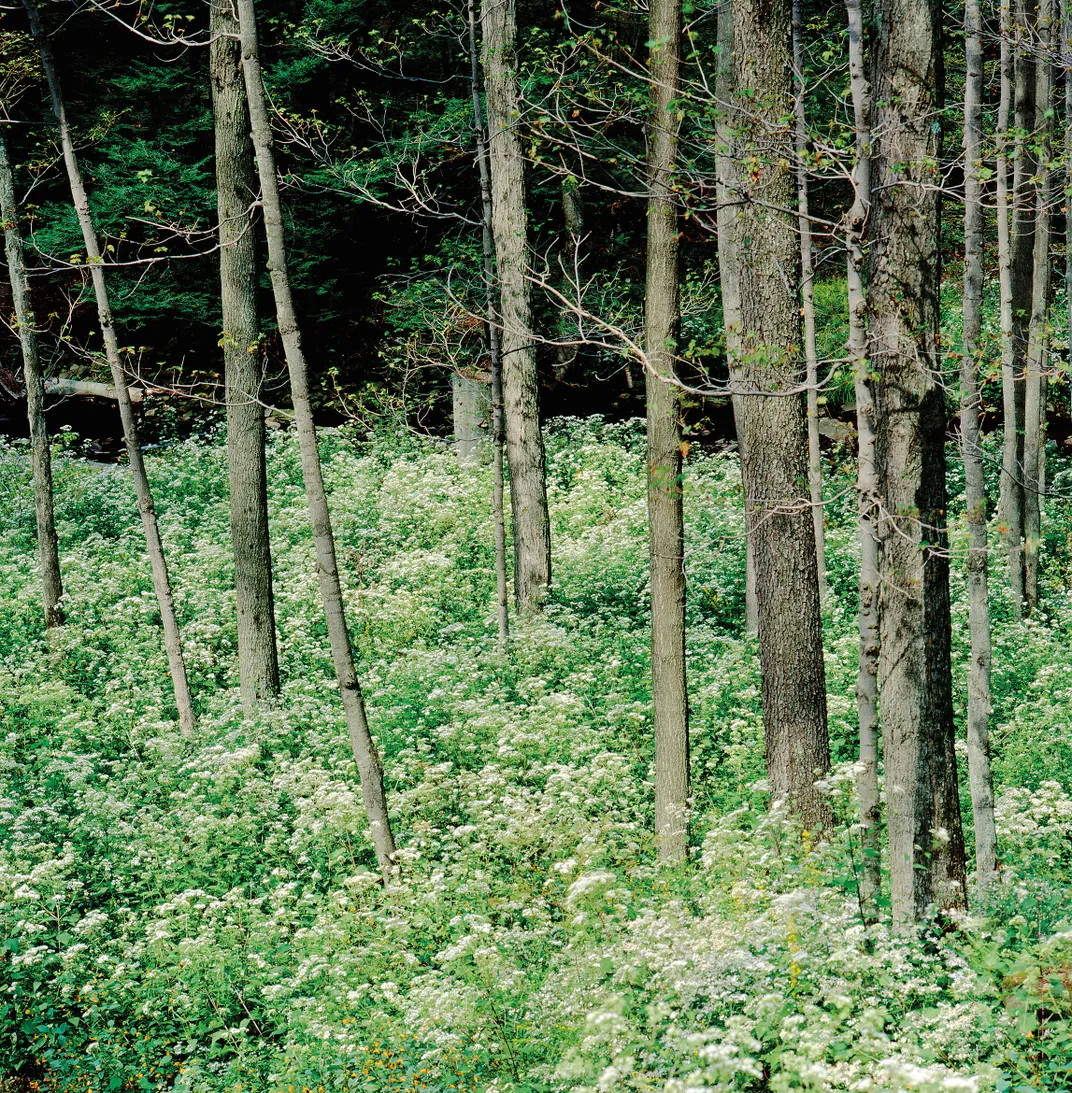 a wooded area with snakeroot underneath