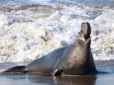 Male elephant seals can weigh up to 4,400 pounds.