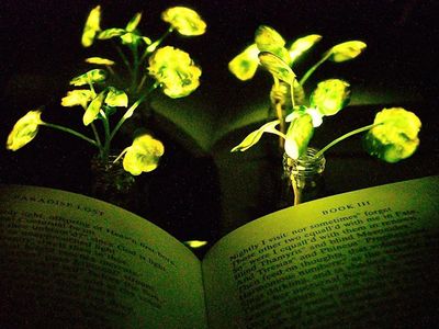 Scientists bioengineer living plants to emit light.