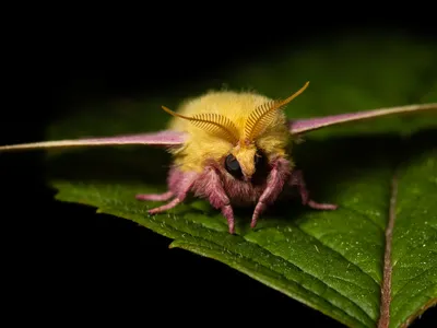 The fuzz of the fingernail-sized rosy maple moth may remind you of a teddy bear. 