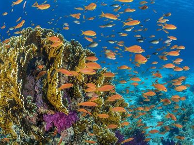 Orange scalefin anthias fish swarm in front of a fire coral in the Red Sea's Ras Mohammed Marine Park, Egypt.