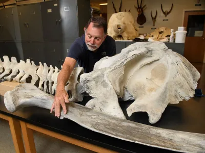 Researcher David Webster of the University of North Carolina Wilmington prepares the bones of an Atlantic gray whale for transfer to the National Museum of Natural History.